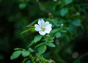 Rosa arvensis