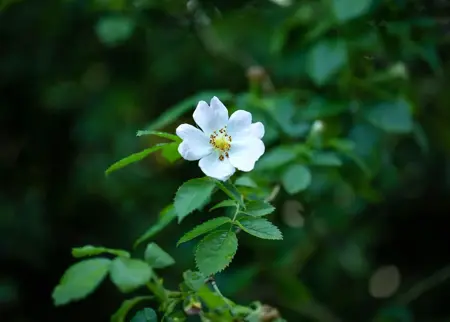 Rosa arvensis - 1/0 15-30 CM