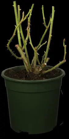 Rosa 'Ascot' - 4 Ltr pot
