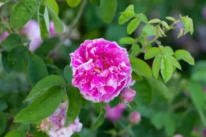 Rosa 'Camaieux'