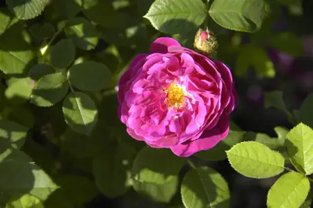 Rosa centifolia 'Muscosa' - 4 Ltr pot - image 3