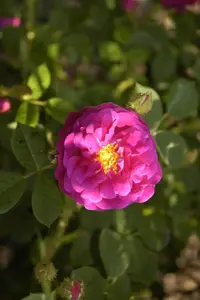 Rosa centifolia 'Muscosa'