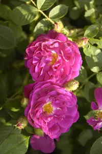 Rosa centifolia 'Muscosa' - 4 Ltr pot - image 2