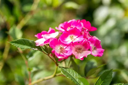 Rosa 'Corfu'? - BUSH, bare root