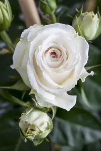 Rosa Courage - 4 Ltr pot - image 5