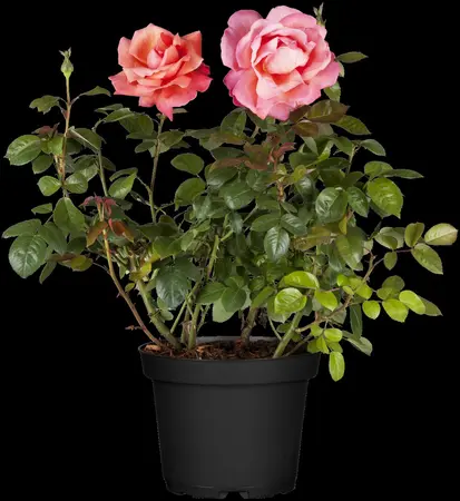 Rosa Courage - 4 Ltr pot - image 3