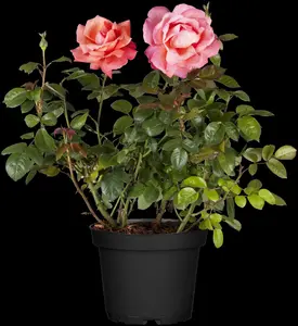 Rosa Courage - 4 Ltr pot - image 3