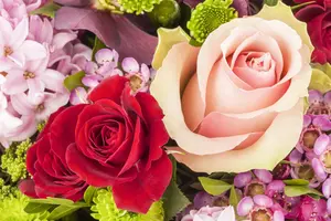 Rosa Courage