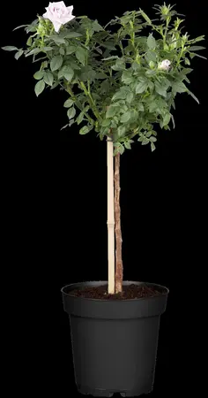 Rosa Courage - 4 Ltr pot - image 2