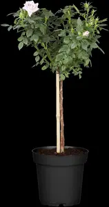 Rosa Courage - 4 Ltr pot - image 2