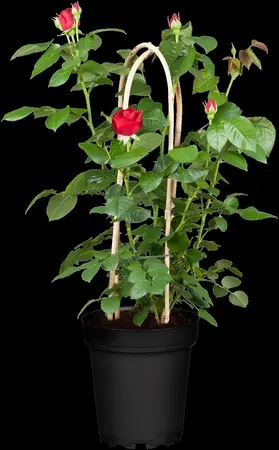 Rosa Courage - 4 Ltr pot - image 4