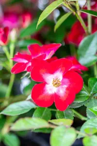 Rosa 'Everglow Ruby' - 3 Ltr pot - image 2