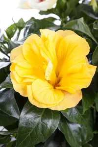 Rosa (F) 'Jazz'