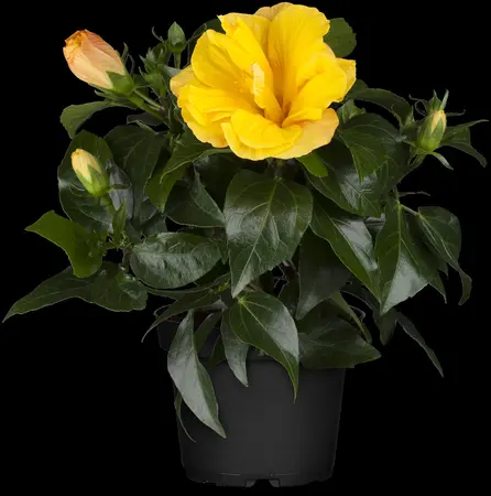 Rosa (F) 'Jazz' - 3 Ltr pot - image 2