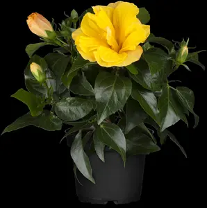 Rosa (F) 'Jazz' - 3 Ltr pot - image 2