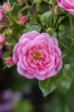 Rosa (F) 'Orange Sensation' - 100 STEM 7.5L - image 5