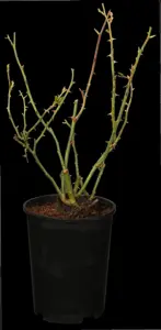 Rosa (F) 'Orange Sensation' - 100 STEM 7.5L - image 3