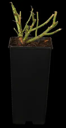 Rosa (F) 'Orange Sensation' - 100 STEM 7.5L - image 1