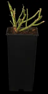Rosa (F) 'Orange Sensation' - 100 STEM 7.5L - image 1