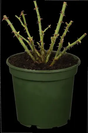 Rosa (F) 'Orange Sensation' - 100 STEM 7.5L - image 2