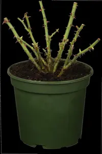 Rosa (F) 'Orange Sensation' - 100 STEM 7.5L - image 2