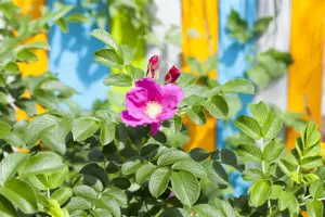 Rosa gallica