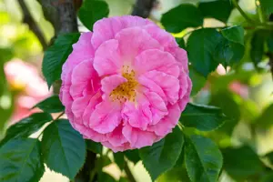 Rosa gallica - 4 Ltr pot - image 2