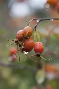 Rosa glauca - 3 Ltr pot - image 2