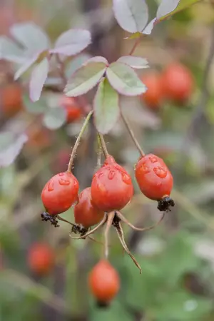 Rosa glauca - 3 Ltr pot - image 3