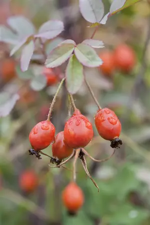 Rosa glauca - 5 Ltr pot - image 3
