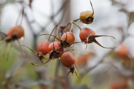 Rosa glauca - 5 Ltr pot - image 1