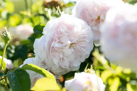 Rosa (H) 'Belle Isis' - 4 Ltr pot - image 1