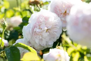 Rosa (H) 'Belle Isis'