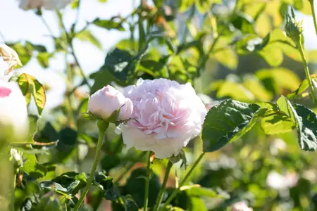 Rosa (H) 'Belle Isis' - 4 Ltr pot - image 2