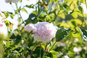 Rosa (H) 'Belle Isis' - 4 Ltr pot - image 2