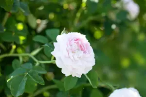 Rosa (H) 'Belle Isis' - 4 Ltr pot - image 4
