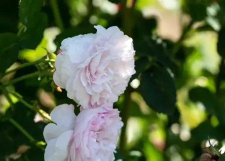 Rosa (H) 'Belle Isis' - 4 Ltr pot - image 3