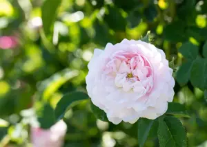 Rosa (H) 'Belle Isis' - 4 Ltr pot - image 5
