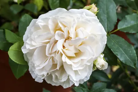 Rosa (H) 'Boule de Neige' - 4 Ltr pot