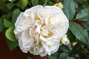 Rosa (H) 'Boule de Neige'