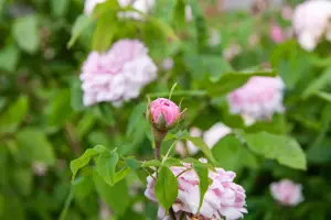 Rosa (H) 'Celsiana'