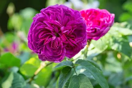 Rosa (H) 'Charles de Mills' - 4 Ltr pot - image 1