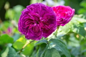Rosa (H) 'Charles de Mills'