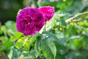 Rosa (H) 'Charles de Mills' - 4 Ltr pot - image 2