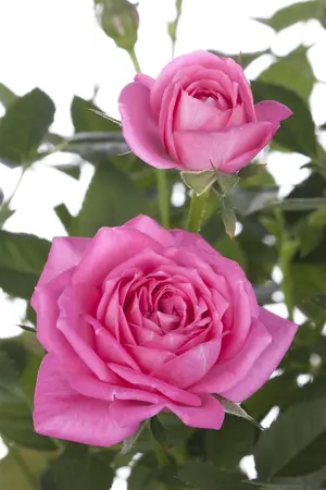 Rosa (H) 'Happy Chappy' - 3 Ltr pot - image 4