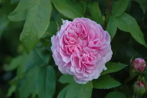Rosa (H) Jacques Cartier