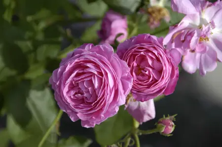 Rosa (H) 'Louise Odier' - 4 Ltr pot - image 1