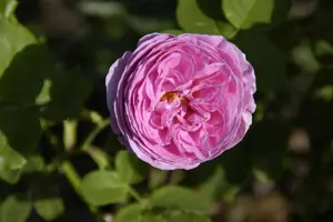Rosa (H) 'Louise Odier' - 4 Ltr pot - image 3