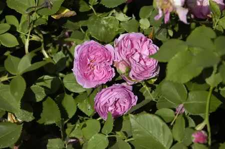 Rosa (H) 'Louise Odier' - 4 Ltr pot - image 4