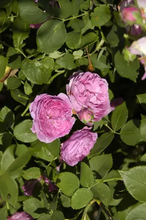 Rosa (H) 'Louise Odier' - 4 Ltr pot - image 2